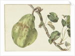 Pear on a branch by Pieter Gevers