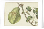 Pear on a branch by Pieter Gevers