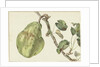 Pear on a branch by Pieter Gevers