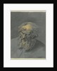 Head of an Old Man with beard (an apostle or philosopher) by Cornelis Troost