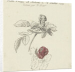 Study Sheet with a rose by Bernard Picart