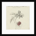 Study Sheet with a rose by Bernard Picart