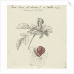 Study Sheet with a rose by Bernard Picart