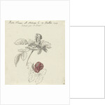 Study Sheet with a rose by Bernard Picart