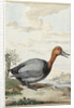 Pochard duck by Jabes Heenck