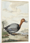 Pochard duck by Jabes Heenck