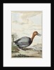 Pochard duck by Jabes Heenck