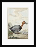 Pochard duck by Jabes Heenck