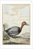 Pochard duck by Jabes Heenck