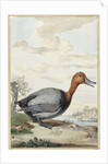 Pochard duck by Jabes Heenck