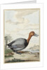 Pochard duck by Jabes Heenck