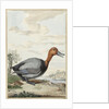 Pochard duck by Jabes Heenck