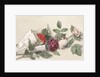 Bouquet of roses and geranium by Willem de Famars Testas
