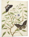 Two Exotic Butterflies on a Blooming Bush by Hermanus de Wit