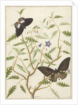 Two Exotic Butterflies on a Blooming Bush by Hermanus de Wit