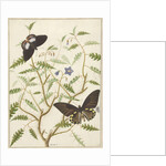 Two Exotic Butterflies on a Blooming Bush by Hermanus de Wit