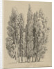 Group cypresses by Hendrik Voogd