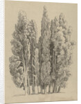 Group cypresses by Hendrik Voogd