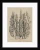 Group cypresses by Hendrik Voogd