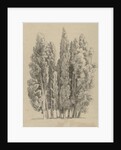 Group cypresses by Hendrik Voogd