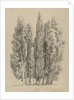 Group cypresses by Hendrik Voogd