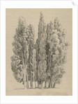 Group cypresses by Hendrik Voogd