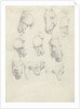 Nine anatomical studies of a horse head by Hendrik Voogd