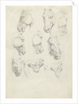 Nine anatomical studies of a horse head by Hendrik Voogd
