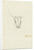 Bovine head by Hendrik Voogd