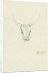 Bovine head by Hendrik Voogd