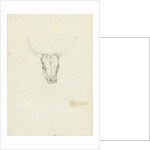 Bovine head by Hendrik Voogd