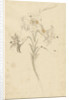 White lily by Elias van Nijmegen
