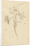 White lily by Elias van Nijmegen