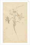 White lily by Elias van Nijmegen