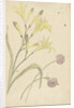 Studies Flower of a yellow lily and a blooming onion by Elias van Nijmegen