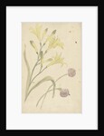 Studies Flower of a yellow lily and a blooming onion by Elias van Nijmegen