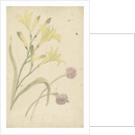 Studies Flower of a yellow lily and a blooming onion by Elias van Nijmegen