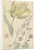 Study of a yellow tulip and another plant by Elias van Nijmegen