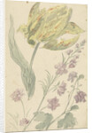 Study of a yellow tulip and another plant by Elias van Nijmegen