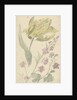 Study of a yellow tulip and another plant by Elias van Nijmegen