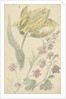 Study of a yellow tulip and another plant by Elias van Nijmegen