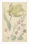 Study of a yellow tulip and another plant by Elias van Nijmegen
