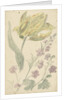 Study of a yellow tulip and another plant by Elias van Nijmegen