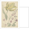 Study of a yellow tulip and another plant by Elias van Nijmegen
