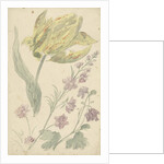 Study of a yellow tulip and another plant by Elias van Nijmegen