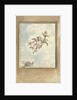 Design for a ceiling painting with a putto and two turtledoves by Elias van Nijmegen