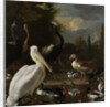 A Pelican and other Birds near a Pool by Melchior d' Hondecoeter