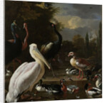 A Pelican and other Birds near a Pool by Melchior d' Hondecoeter