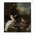 A Pelican and other Birds near a Pool by Melchior d' Hondecoeter
