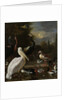 A Pelican and other Birds near a Pool by Melchior d' Hondecoeter